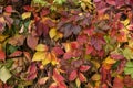 Autumn colorful leaves background, texture. Beautiful  Fall ivy leaves on wall Royalty Free Stock Photo