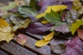 Autumn colorful leaves composition on wooden table with waterdrops