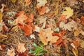 Autumn colorful leaves in fall on ground. Maple leaves. Nature background