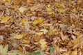 Autumn colorful leaves on the ground like a carpet. Royalty Free Stock Photo