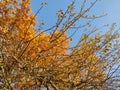 Autumn colorful leaves on the ground and on the trees. Royalty Free Stock Photo