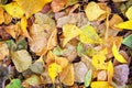 Autumn colorful leaves