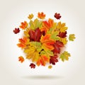Autumn colorful leaves Royalty Free Stock Photo