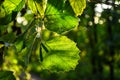 Autumn, colorful leaves. Sunlight and texture of leaves Royalty Free Stock Photo