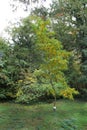 Autumn tree -Robinia pseudoacacia, commonly known in its native territory as black locust, at botanical garden.