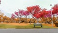 Autumn colorful leaves trees with pink orange and yellow leaf on fresh green and dry grass lawn, with a wooden green bench Royalty Free Stock Photo