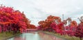 Autumn colorful leaves trees with pink orange and yellow leaf on green grass lawn beside the lake and the bridge  under cloudy Royalty Free Stock Photo