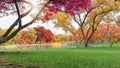 Autumn colorful leaves trees with pink orange and yellow leaf on green grass lawn beside the lake under sunshine morning Royalty Free Stock Photo