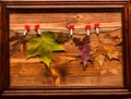 Autumn colorful leaves on wooden texture in frame. Autumn fallen leaves pinned on twine with tiny pins with hearts