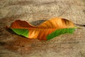 Autumn colorful of Mango leaf and variation concept Royalty Free Stock Photo