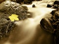 Autumn colorful maple leaf. Castaway rotting on wet slipper stone in cold stream Royalty Free Stock Photo