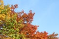 Autumn - colorful oak leaves on blue sky background Royalty Free Stock Photo