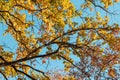 Autumn colorful oak tree branches on blue sky Royalty Free Stock Photo