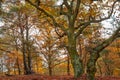 Autumn, colorful oak trees. Red, brown leaves lying on the ground. Royalty Free Stock Photo