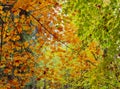 Autumn colorful orange, red and yellow leaves as background