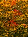 Autumn colorful photos of leaves full of warm atmosphere and charm inspire you to create paintings Royalty Free Stock Photo