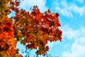 Autumn colorful photos of leaves full of warm atmosphere and charm inspire you to create paintings blue sky Royalty Free Stock Photo