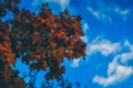 Autumn colorful photos of leaves full of warm atmosphere and charm inspire you to create paintings blue sky Royalty Free Stock Photo