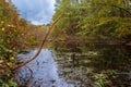 Autumn Colorful Pond