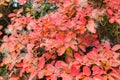 Autumn colorful red leaf under the maple tree, close up Royalty Free Stock Photo