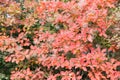 Autumn colorful red leaf under the maple tree, close up Royalty Free Stock Photo