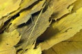 Autumn colorful red maple leaf of Japanese garden from under the maple tree. Royalty Free Stock Photo