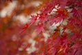 Autumn colorful red maple leaf of Japanese garden from under the maple tree. Royalty Free Stock Photo