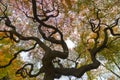 Autumn colorful red maple leaf under the maple tree Royalty Free Stock Photo