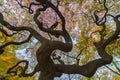 Autumn colorful red maple leaf under the maple tree Royalty Free Stock Photo