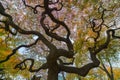 Autumn colorful red maple leaf under the maple tree Royalty Free Stock Photo