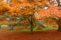 Autumn colorful red maple leaf under the maple tree Royalty Free Stock Photo