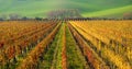 Autumn Colorful Rows Of Grape Vines. Autumn Landscape With Colorful Grape Vineyards Of Czech Republic. Abstract Background Of Autu Royalty Free Stock Photo