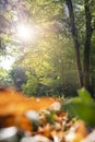 Autumn: Colorful tree alley in the park on a sunny day