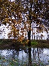Autumn colorful tree mirrored in a puddle of water