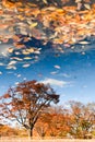Autumn trees and blue sky reflected in the lake Royalty Free Stock Photo