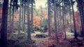 Autumn colorful trees, stones