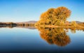 Autumn colorful trees under morning sunlight reflecting in tranquil river Royalty Free Stock Photo