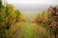 Autumn colorful vineyards with fog Royalty Free Stock Photo