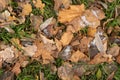 Autumn colorful withered leaves covered with the first frost Royalty Free Stock Photo