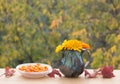 Autumn colorfull  ÃÂomposition in yellow orange red colors. Fresh flowers in vintage vase, berries of sea buckthorn, leaves. Royalty Free Stock Photo