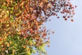 Autumn colors Royalty Free Stock Photo