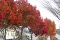 Autumn colors of American sweetgum, Liquidambar styraciflua