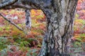 Autumn colors in Arne, Dorset, UK Royalty Free Stock Photo