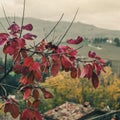 Autumn colosr in the Apennines.