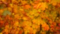 Autumn colors background
