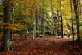 Beech forest fall season nature background