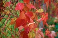 Autumn colors. Bright red grape leaves on the fence Royalty Free Stock Photo