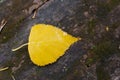Autumn background. Yellow leaf on a piece of wood