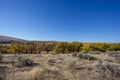 The colors of autumn contrast with the field of dried grass and the blue sky