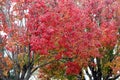 Autumn colors of Callery pear, Pyrus calleryana Golden Blaze Royalty Free Stock Photo